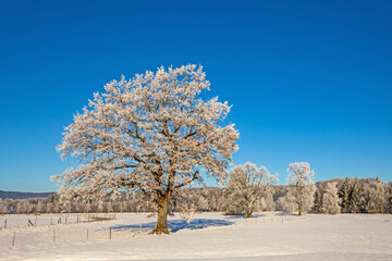 WINTER - Allg&auml;u - Schnee - Eis - Frost - Raureif