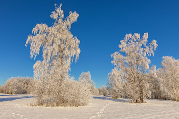 Allgäu - Winter - Bäume - Schnee - Eis