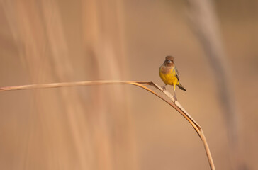 Red headed bunting- Emberiza bruniceps on perch 