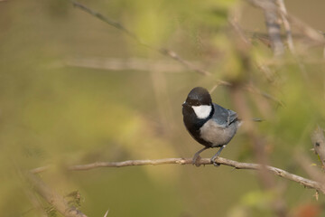 Cinereous tit