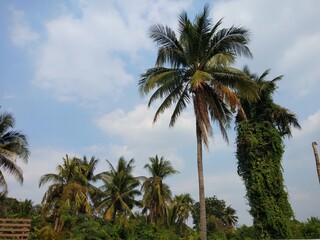 Obraz na płótnie Canvas palm trees and sky