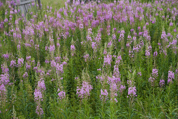 Pink flowers of cypress,Epilobium or Chamerion narrow-leaved, in flower ivan-tea. High quality photo