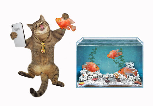 A beige cat takes a selfie near an aquarium with gold fish. White background. Isolated.