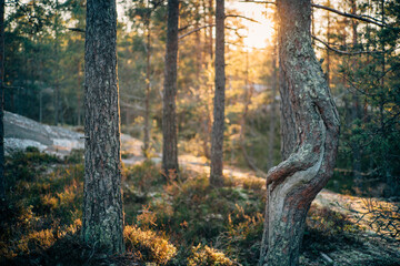 sun rays in the forest