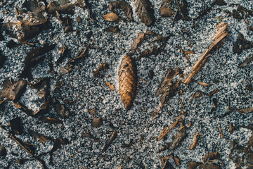 Forest Texture tn winter