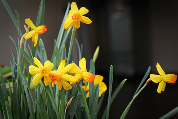 Tiny yellow and orange centered daffodils in bloom