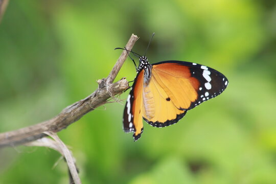 A butterfly drinking nectar from plants. black wings with white spots pollination process