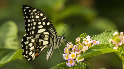 A butterfly drinking nectar from plants. black wings with white spots pollination process