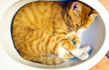 Red cat lay down in a small bath