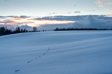 winter landscape with snow