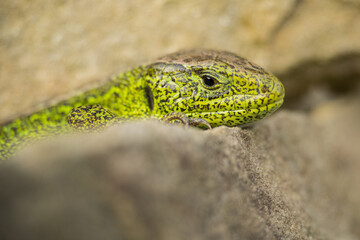 The sand lizard (Lacerta agilis),  Bieszczady Mountains, the Carpathians, Poland.