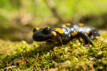 The fire salamander (Salamandra salamandra), Bieszczady Mountains, the Carpathians, Poland.