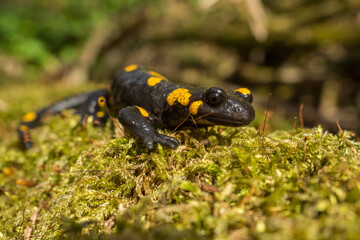 The fire salamander (Salamandra salamandra), Bieszczady Mountains, the Carpathians, Poland.