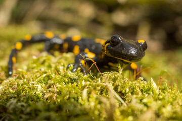 The fire salamander (Salamandra salamandra), Bieszczady Mountains, the Carpathians, Poland.