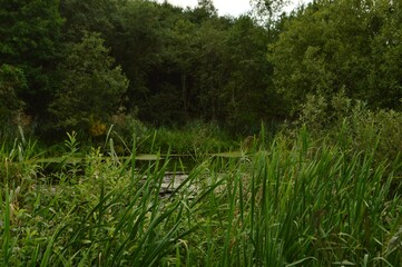 A forest swamp in the wilderness. Green swamp in forest. Forest swamp view. Green swamp landscape. Nature of Belarus