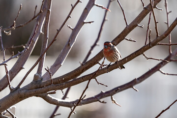 Adult male house finch with red plumage perched in a tree