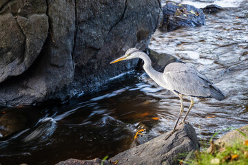 Heron