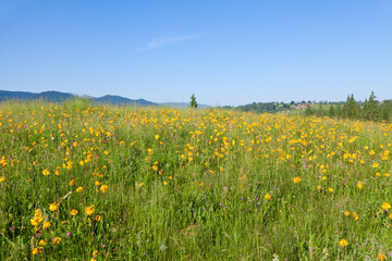 Field of wild arnica on high mountain plato, bright blue sky.