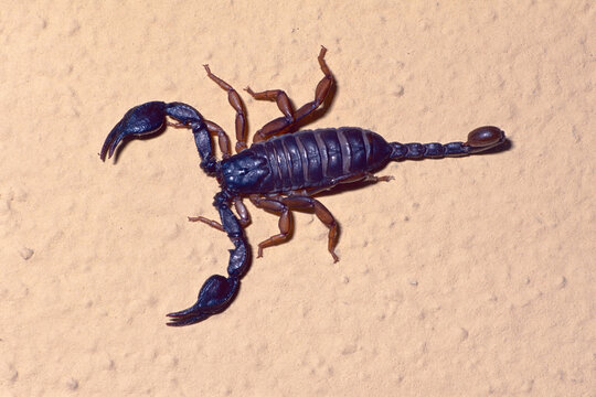 Italian scorpion, Euscorpius italicus