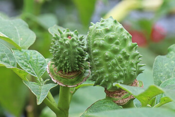 Macro of the seed pod on a datura plant