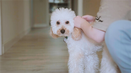 Cute little light dog toy poodle put on a green butterfly