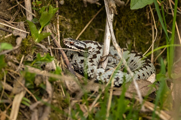 The European Viper, Vipera berus, Bieszczady Mountains, the Carpathians, Poland.
