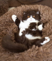 Imposant und edel _ Britisch Kurzhaar Katze Kitten Kater Odd eyed