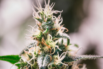 Cannabis Plant Flower