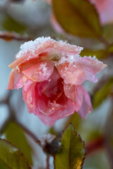 Pink rose during winter