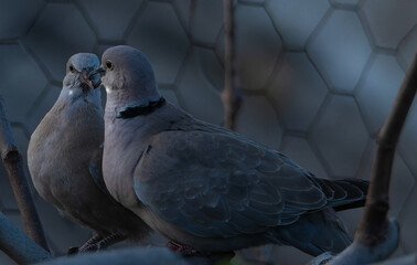 AVES