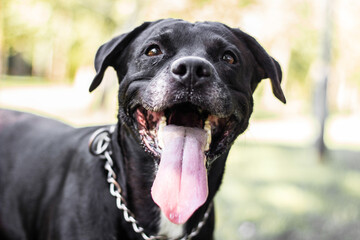 Pitbull dog portrait winking and smiling, sunny day