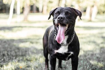 Pitbull dog portrait winking and smiling, sunny day
