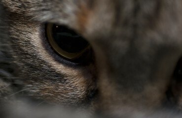 One grey domestic cat eye
