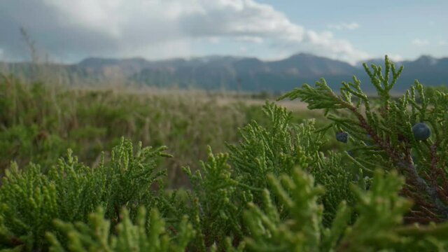 Altai juniper and clouds