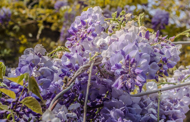 Close-up Blooming blue Wisteria. Blue Rain Wisteria Flowers. Natural flowers in park. Banner. Nikitinsky Botanical Garden in Crimea