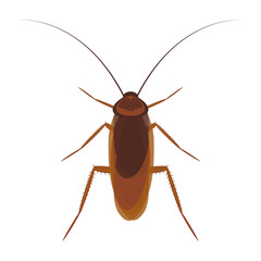 Cockroach isolated on a white background, vector illustration .