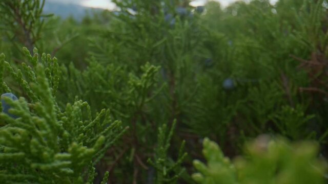 Altai juniper and berries