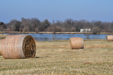 Hay Bales by a Lake