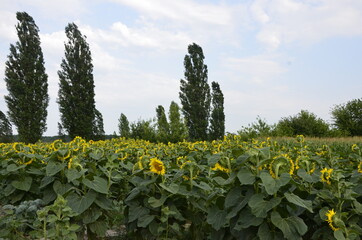 A field of sunflowers, and at the bottom - poplar trees