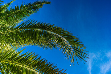 Fototapeta premium Green palm leaves