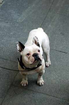 Fototapeta Pies buldog