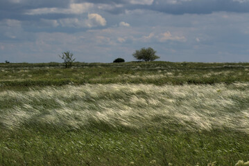 Naklejka premium Summer background from field tall grass feather grass. Steppe vegetation close-up, nature outdoors. Green field under a cloudy sky. Solitary trees on the horizon. Odessa Oblast, Ukraine.