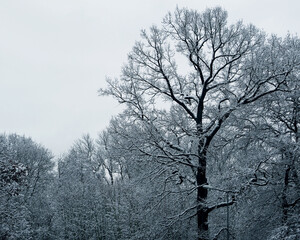 tall trees with snow on the sky background. winter cold day