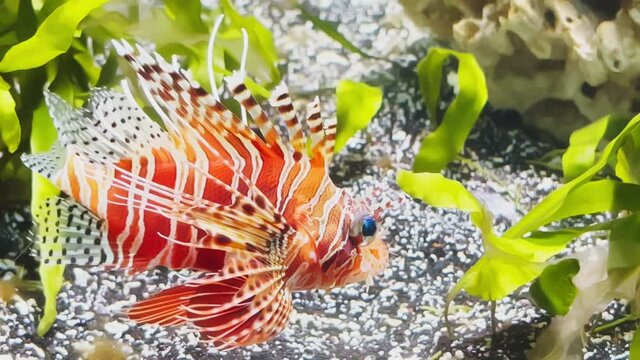 The beautiful lionfish of red color swims leisurely among algae and stones, colorful underwater footage, thunderstorm of the underwater world