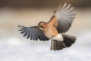Eurasian jay bird ( Garrulus glandarius ) © Piotr Krzeslak