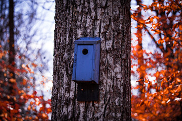 Birdhouses in the Woods