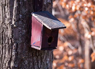 Birdhouses in the Woods