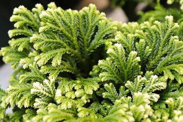 Closeup of the variegated tips on a Frosted Tip Moss
