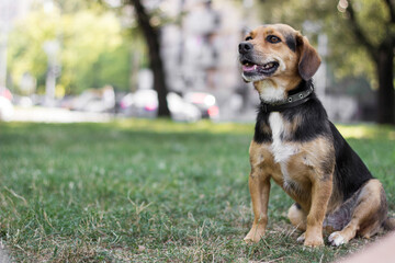 Portrait of a happy dog. Small cute dog playing in the park