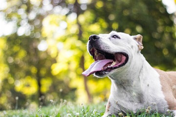 Obraz premium Portrait of cute terrier dog